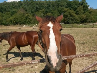 Obraz premium horses in the pen on a farm