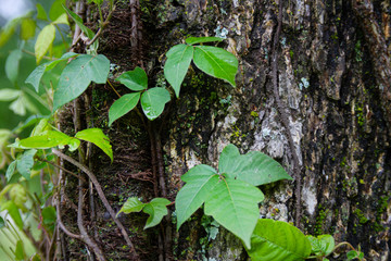 Poison ivy closeup climbing on a tree