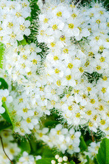Close up of little white flowers on bush branch. Romantic blooming bush