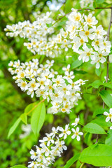 Bird cherry tree in blossom. Close-up of a Tree with white little Flowers