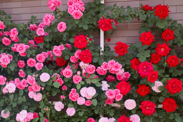 あしかがフラワーパーク　バラ（アンクルウォルター　うらら　メアリーローズ）