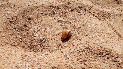 Closeup image of small hermit crab in shell crawling on hot sand at sea beach
