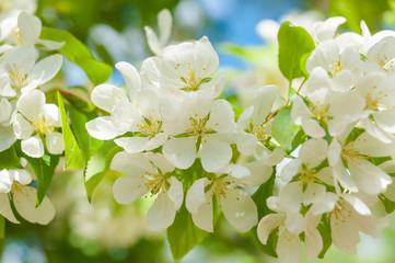 fresh blooming Apple tree against the sky
