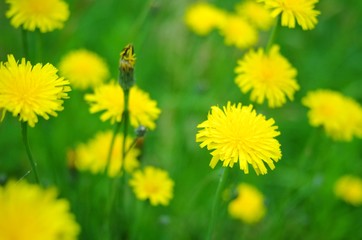 yellow dandelions in meadow野原のタンポポ