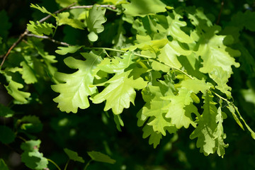 Fresh green oak leaves on a tree on a bright sunny day
