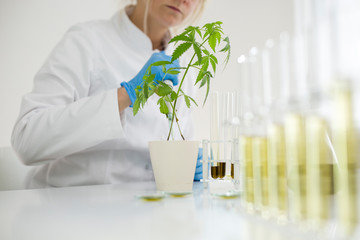 Watering cannabis plants in the laboratory with precise dropper