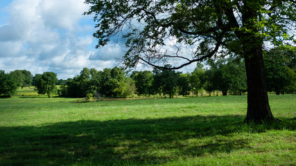 Fototapeta na wymiar Idyllic spring meadow with trees and dramatic clouds