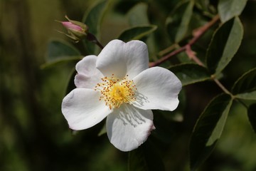 White flowers of a Rosa x dupontii