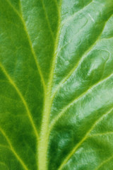 Blurred Pattern of Green Leaf. Abstract Nature Background. Blurred Texture Of  Green Leaf. 