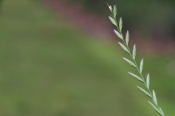 Green grass background, single stem with blurred background with copyspace