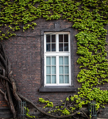 Fototapeta na wymiar White window on brick wall with green liana plants