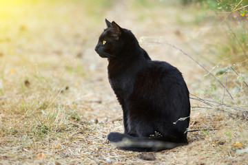 Bombay black cat in profile sits outdoor in nature in sunlight
