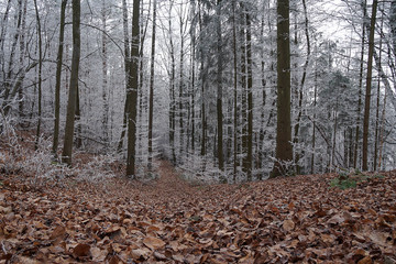 winterwald 