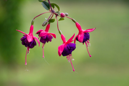 Fuchsia flowers closeup with blurred background