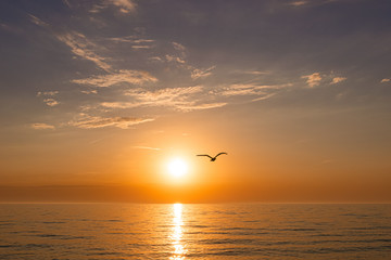 Fototapeta na wymiar beautiful sunset on the sea. silhouette of a bird flying from the sun.