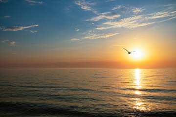 beautiful sunset on the sea. silhouette of a bird flying from the sun.