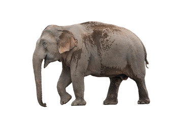 Large male elephant with no tusks isolated on white background