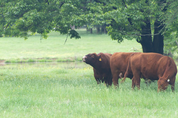Red Angus Bull and Cows in a green spring pasture