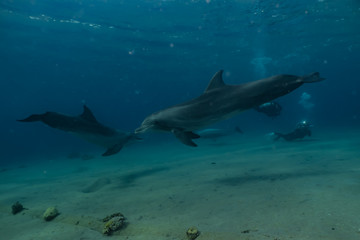 Obraz premium Dolphin swimming with divers in the Red Sea, Eilat Israel