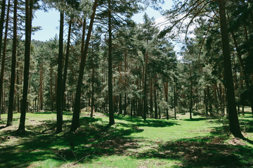 Collado