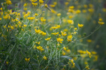 Amphiachyris dracunculoides, prairie bloomweed, yellow shiny wildflowers