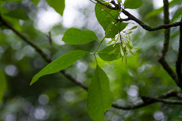 Ash tree leaves and seeds in spring with bokeh