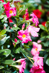 Dipladenia, Gartenarbeit, Gärtnerei, pflanzen