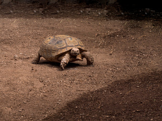 Obraz premium Giant turtles, dipsochelys gigantea in island Tenerife