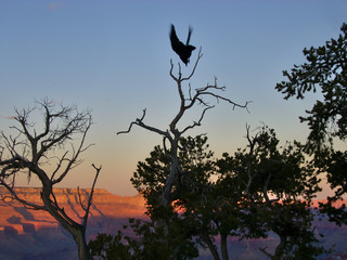 Bird on a tree with the Grand Canyon the background