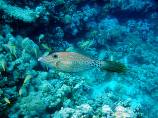 Fisch in einem Korallenriff