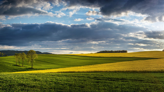 Rape Field at Lower Silesia/Poland