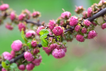 Apple Tree Pink Flowers Spring Blossom Close Up