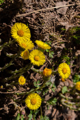 Yellow coltsfoot flower foalfoot vertical photo close-up low key, medical herbs. flowers with petals and round heart