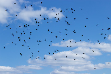 A flock of black birds on the background of the cloudy sky. A lot of birds crow jackdaw rook