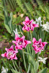Varietal pink lily shaped tulips bloom in the spring garden. Home flowers garden bulbs
