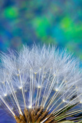 Dandelion Seed Head Blowball Close Up on Rainbow Abstract Background 