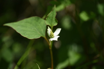 Chameleon plant flowers