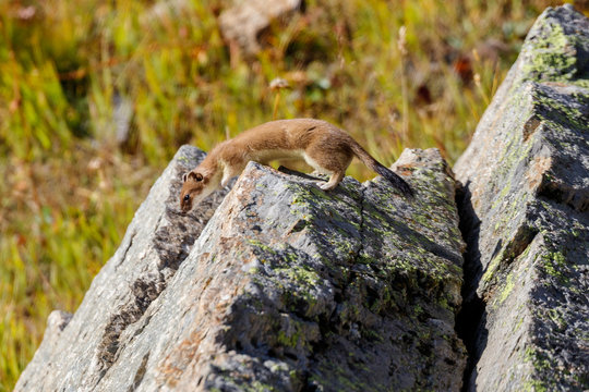 ermellino nel parco nazionale del Gran Paradiso