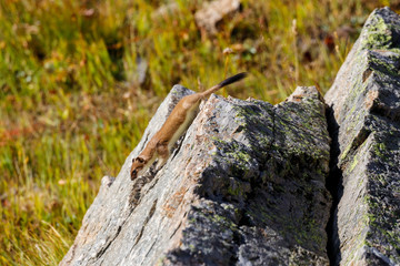 ermellino nel parco nazionale del Gran Paradiso