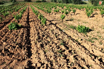 Plowed field, vineyard landscape in Greece.