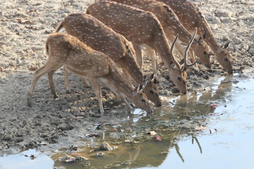 thirsty summer, may in india