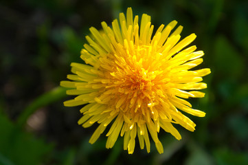 Sunny dandelion