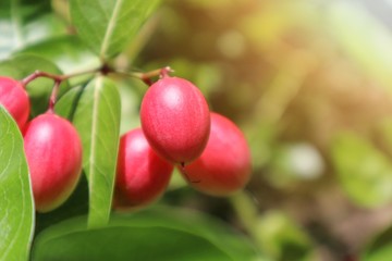 Fresh carunda or karonda fruit that is on the tree and harvested