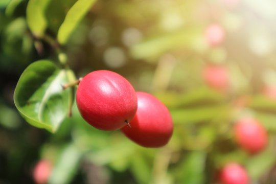 Karonda Bilder Durchsuchen 2,415 Archivfotos, und