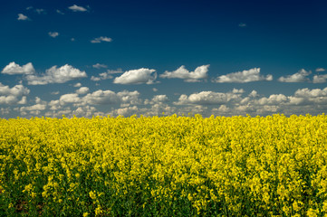 Obraz premium Flowering field of bright yellow rapeseed or colza