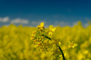 Obraz premium Close up on a single spike of rape seed flowers