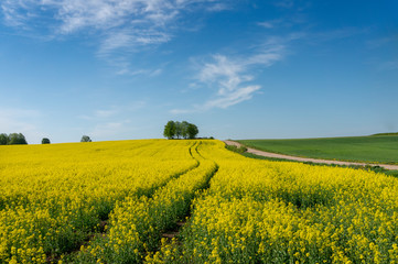 Obraz premium Flowering field of bright yellow rapeseed or colza