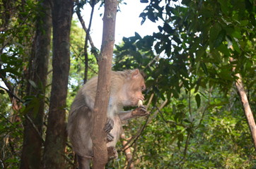 Fototapeta na wymiar Goa, India. little monkey eating a banana