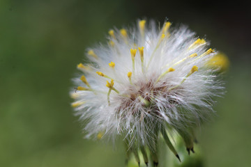 Close up image of the delicate seed head of Senecio vulgaris also known as common groundsel, or old-man-in-the-Spring.