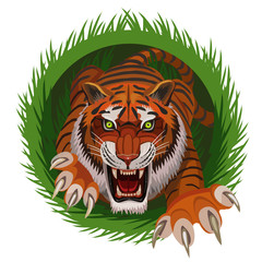 Tiger hunter climbs the grass for his prey he is aggressive he wants to catch his prey and eat.